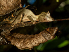 Uroplatus phantasticus