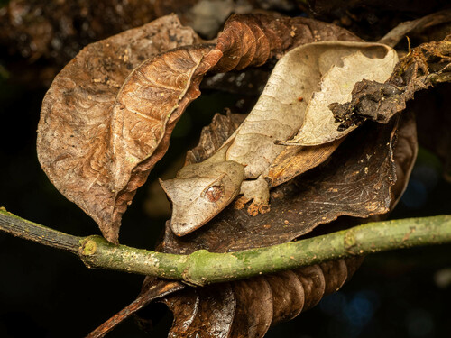 Satanic Leaf-tailed Gecko