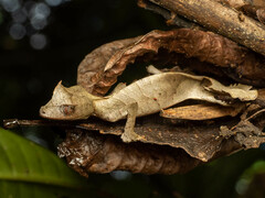 Uroplatus phantasticus