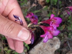 Gladiolus illyricus