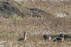 Dendrocygna javanica