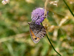 Erebia montanus