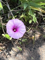 Ipomoea trifida