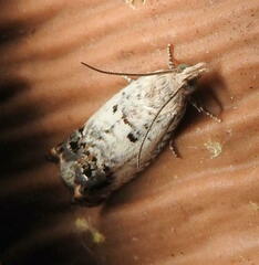 Eucosma ornatula