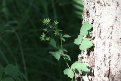 Thalictrum minus