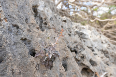 Boswellia dioscoridis