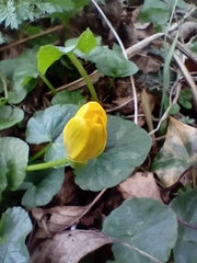 Ficaria verna