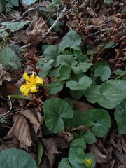 Ficaria verna