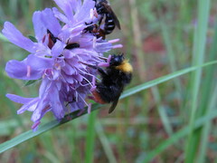 Bombus pratorum