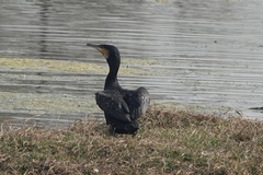 Phalacrocorax carbo