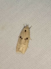 Scythropiodes issikii