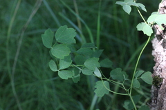 Thalictrum minus