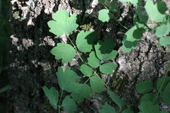 Thalictrum minus