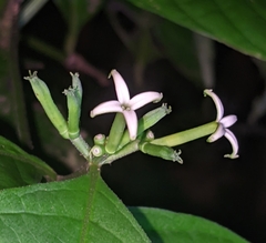 Morinda brachycalyx