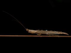 Galepsus
