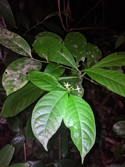 Morinda brachycalyx