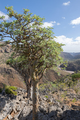 Boswellia dioscoridis