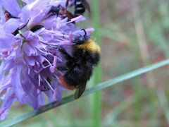 Bombus pratorum