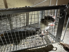 Rattus norvegicus domestica