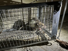 Rattus norvegicus domestica