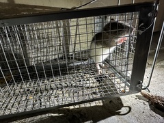Rattus norvegicus domestica