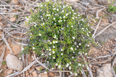 Heliotropium nigricans