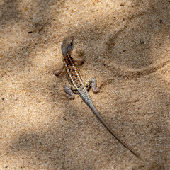 Chalarodon madagascariensis