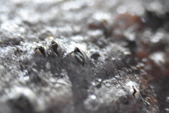 Biscogniauxia marginata