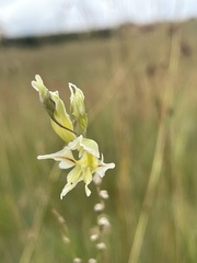 Gladiolus permeabilis edulis