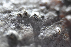 Biscogniauxia marginata