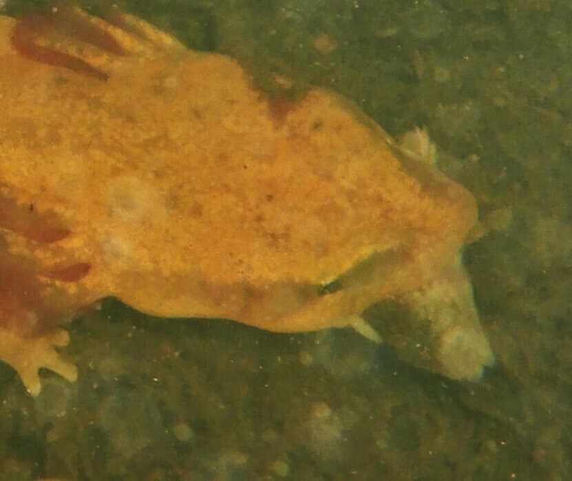 Freshwater Sculpins From Leeds And Grenville United Counties, On 