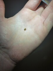 Parorectis sublaevis