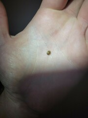 Parorectis sublaevis