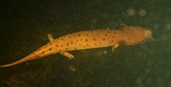 Necturus maculosus