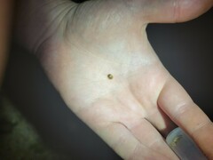 Parorectis sublaevis