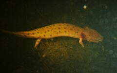 Necturus maculosus