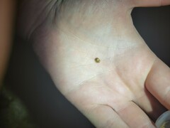 Parorectis sublaevis