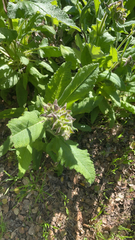 Salvia spathacea