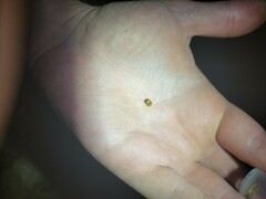 Parorectis sublaevis