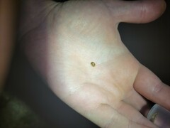 Parorectis sublaevis