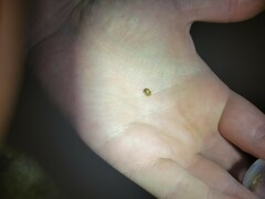 Parorectis sublaevis