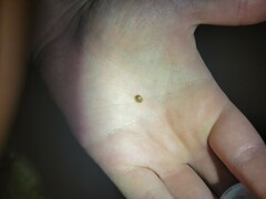 Parorectis sublaevis