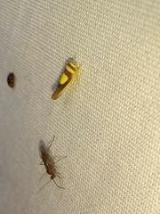 Colladonus clitellarius