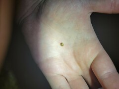 Parorectis sublaevis