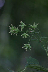 Thalictrum minus