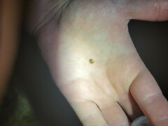 Parorectis sublaevis