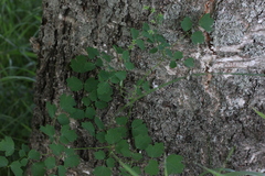 Thalictrum minus