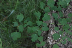 Thalictrum minus