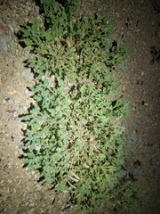 Parorectis sublaevis