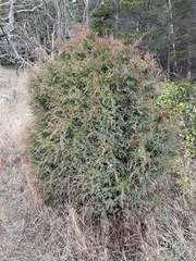 Juniperus maritima